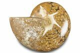 Jurassic Ammonite (Eotetragonites) Fossil - Madagascar #283388-1